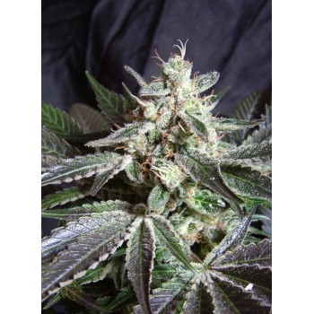 Black Jack F1 - Sweet Seeds femminizzati Sweet Seeds €22,50 2