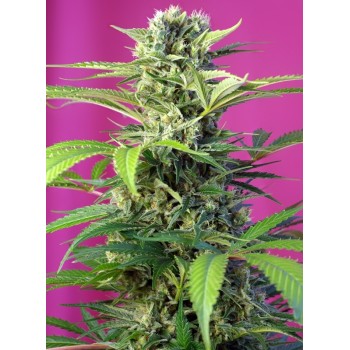 Chem Beyond Diesel C.B.D. - Sweet Seeds femminizzati Sweet Seeds €25,50 2