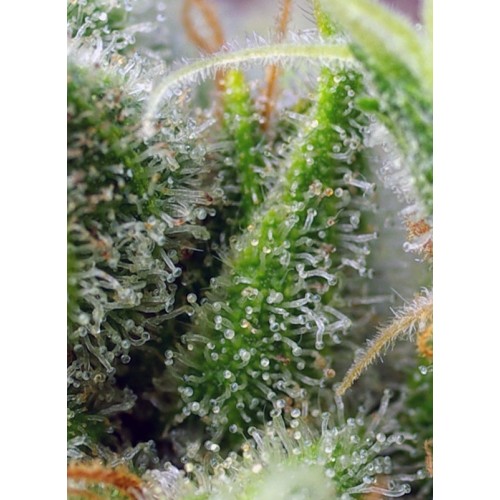 Chem Beyond Diesel C.B.D. - Sweet Seeds femminizzati Sweet Seeds €25,50