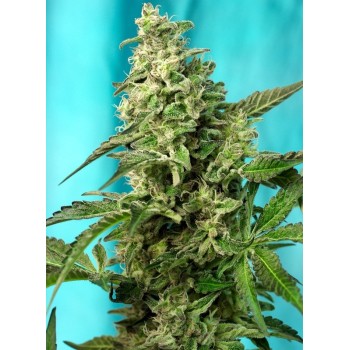 Green Poison F1 - Sweet Seeds femminizzati Sweet Seeds €25,50 2