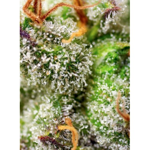 Green Poison F1 - Sweet Seeds femminizzati Sweet Seeds €25,50