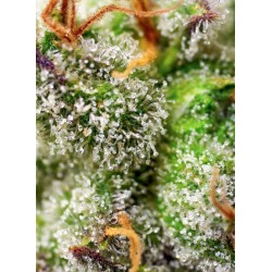 Green Poison F1 - Sweet Seeds femminizzati Sweet Seeds €25,50