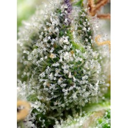 Green Poison F1 - Sweet Seeds femminizzati Sweet Seeds €25,50