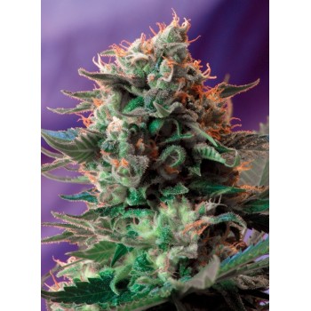 Jack 47 F1 - Sweet Seeds femminizzati Sweet Seeds €36,00 2