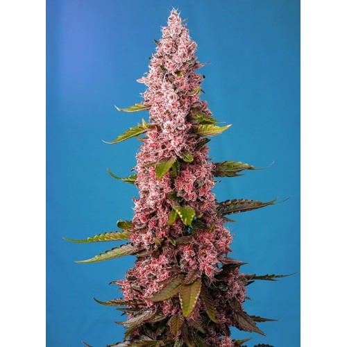 Red Hot Cookies - Sweet Seeds femminizzati Sweet Seeds €27,00