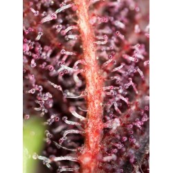 Red Hot Cookies - Sweet Seeds femminizzati Sweet Seeds €27,00