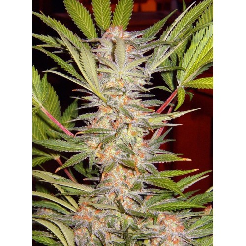 S.A.D. F1 - Sweet Seeds femminizzati Sweet Seeds €21,50