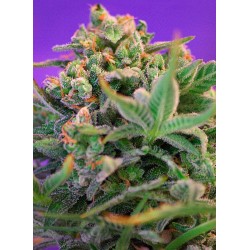 Sweet Cheese F1 - Sweet Seeds femminizzati Sweet Seeds €18,90
