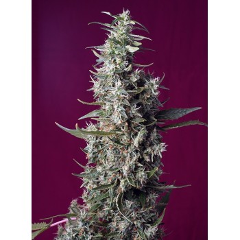 Sweet Cherry Pie - Sweet Seeds femminizzati Sweet Seeds €28,00 2