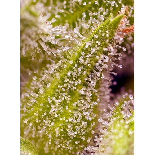 Sweet Cherry Pie - Sweet Seeds femminizzati Sweet Seeds €28,00