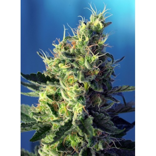 Sweet Pure CBD - Sweet Seeds femminizzati Sweet Seeds €28,00