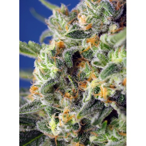 Sweet Pure CBD - Sweet Seeds femminizzati Sweet Seeds €28,00