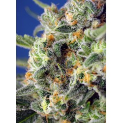Sweet Pure CBD - Sweet Seeds femminizzati Sweet Seeds €28,00