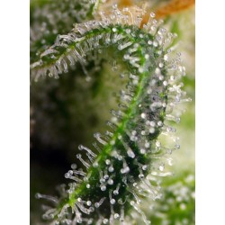 Sweet Pure CBD - Sweet Seeds femminizzati Sweet Seeds €28,00