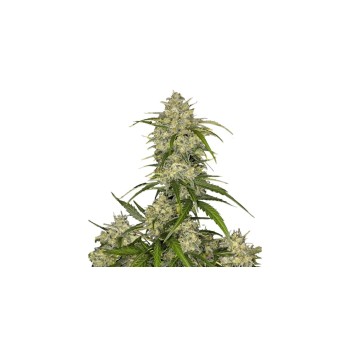 Sour Jealousy Auto - Fast Buds femminizzati