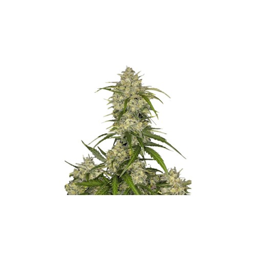 Sour Jealousy Auto - Fast Buds femminizzati