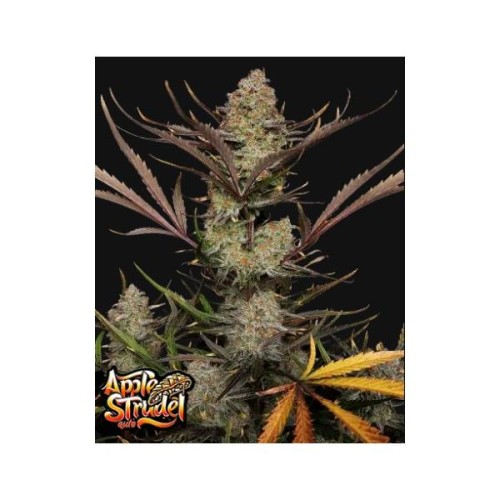 Apple Strudel Auto - Fast Buds femminizzati