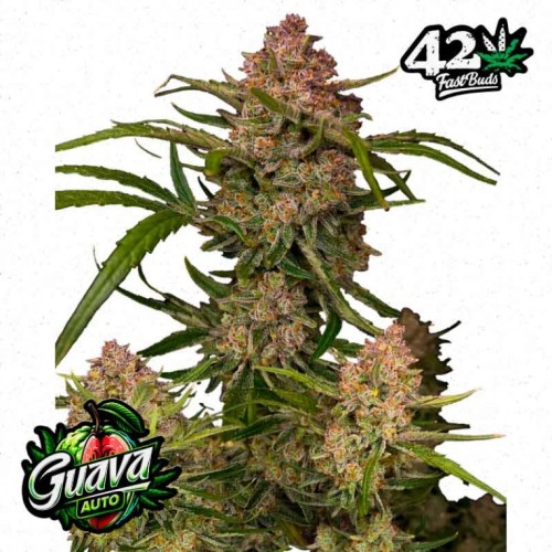 Guava Auto - Fast Buds femminizzati