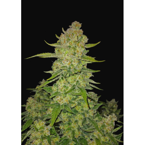 Papaya Cookies Auto - Fast Buds femminizzati