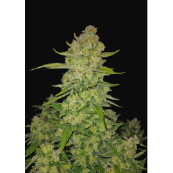 Papaya Cookies Auto - Fast Buds femminizzati