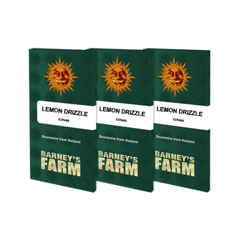 Lemon Drizzle - Barney's Farm femminizzati 2