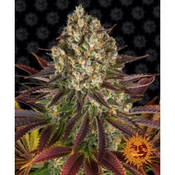 Biscotti -  Barney's Farm femminizzati