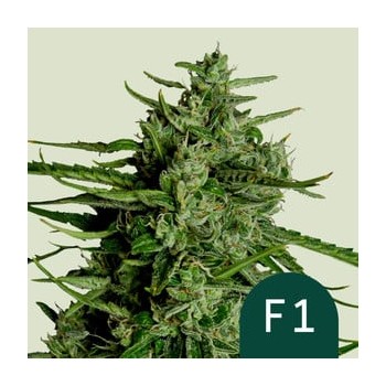 Titan F1 Autoflowering - Royal Queen Seeds femminizzati
