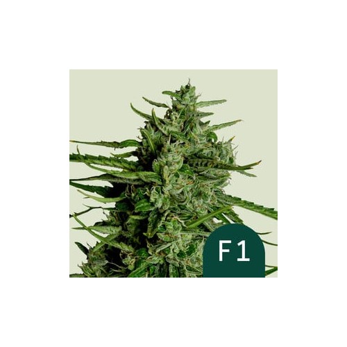 Titan F1 Autoflowering - Royal Queen Seeds femminizzati