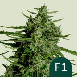 Titan F1 Autoflowering - Royal Queen Seeds femminizzati