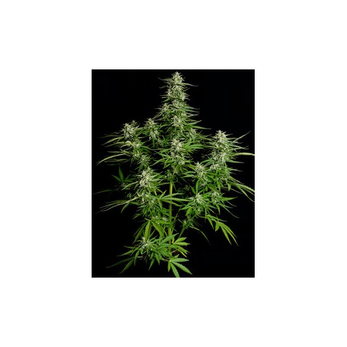 Titan F1 Autoflowering - Royal Queen Seeds...