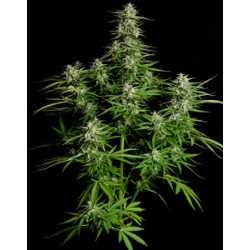 Titan F1 Autoflowering - Royal Queen Seeds femminizzati