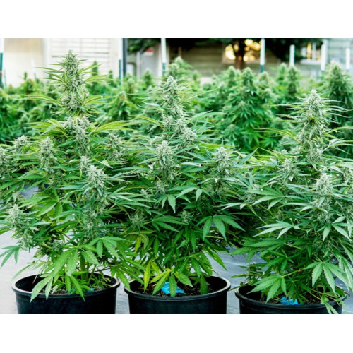 Titan F1 Autoflowering - Royal Queen Seeds...