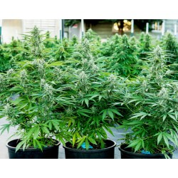 Titan F1 Autoflowering - Royal Queen Seeds femminizzati