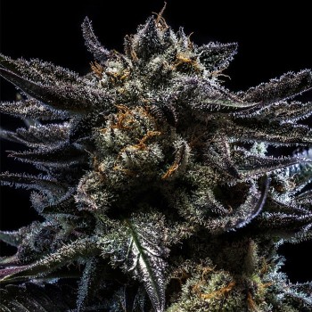 Zombie Kush

- Sideral x Bubba Kush

- Dominanaza Indica

- 50-60 giorni di Fioritura