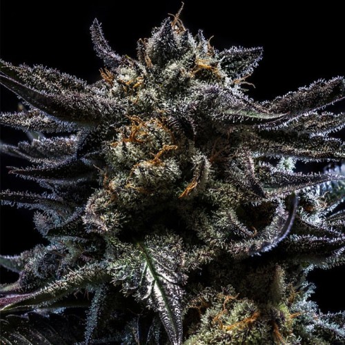 Zombie Kush - Ripper Seeds femminizzati