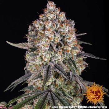 Ice Cream Cake - Barney's Farm femminizzati