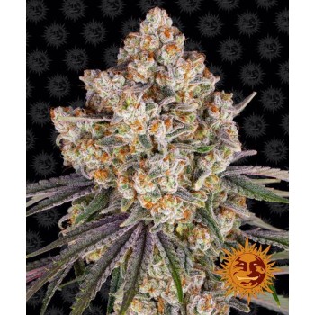 Ice Cream Cake - Barney's Farm femminizzati 2