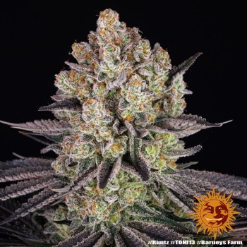 Runtz - Barney's Farm femminizzati 2