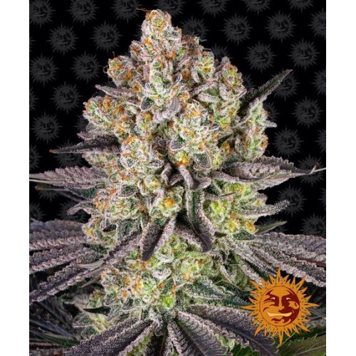 Runtz - Barney's Farm femminizzati