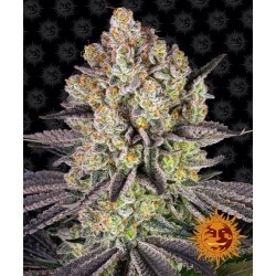 Runtz - Barney's Farm femminizzati