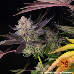 Runtz - Barney's Farm femminizzati