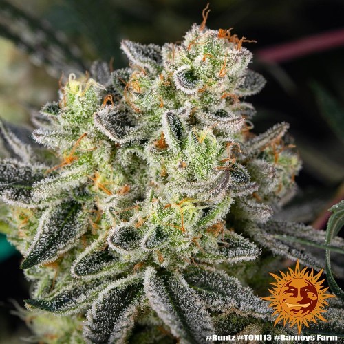 Runtz - Barney's Farm femminizzati