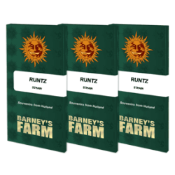 Runtz - Barney's Farm femminizzati