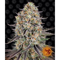 Sour Strawberry - Barney's Farm femminizzati