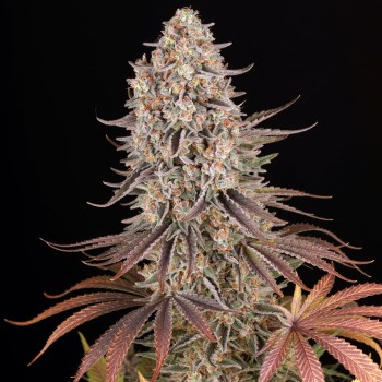 Sour Strawberry - Barney's Farm femminizzati 2