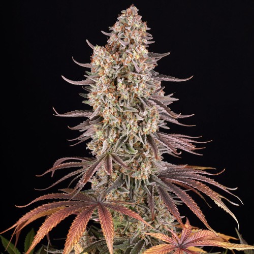 Sour Strawberry - Barney's Farm femminizzati