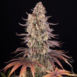 Sour Strawberry - Barney's Farm femminizzati