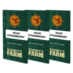 Sour Strawberry - Barney's Farm femminizzati