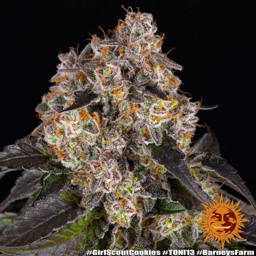 Girl Scout Cookies - Barney's Farm femminizzati