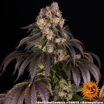 Girl Scout Cookies - Barney's Farm femminizzati 2